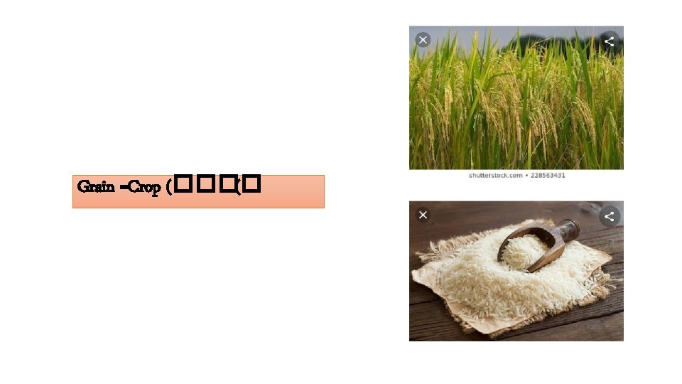 Grain =Crop (���� ( 