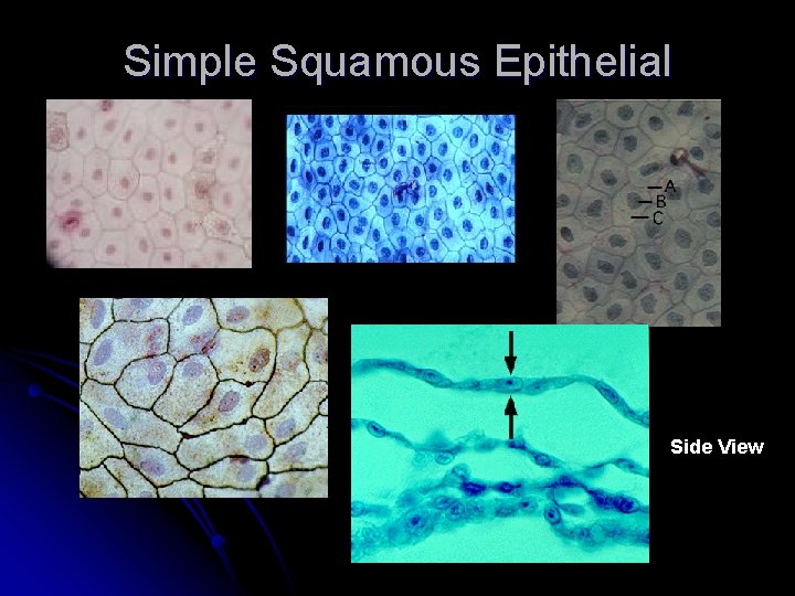 Simple Squamous Epithelial Side View 