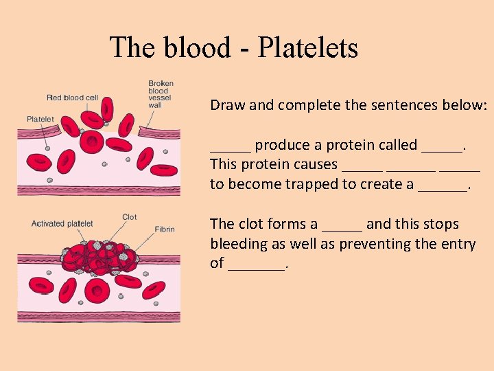 The blood - Platelets Draw and complete the sentences below: _____ produce a protein