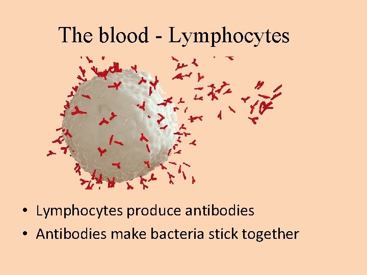 The blood - Lymphocytes • Lymphocytes produce antibodies • Antibodies make bacteria stick together