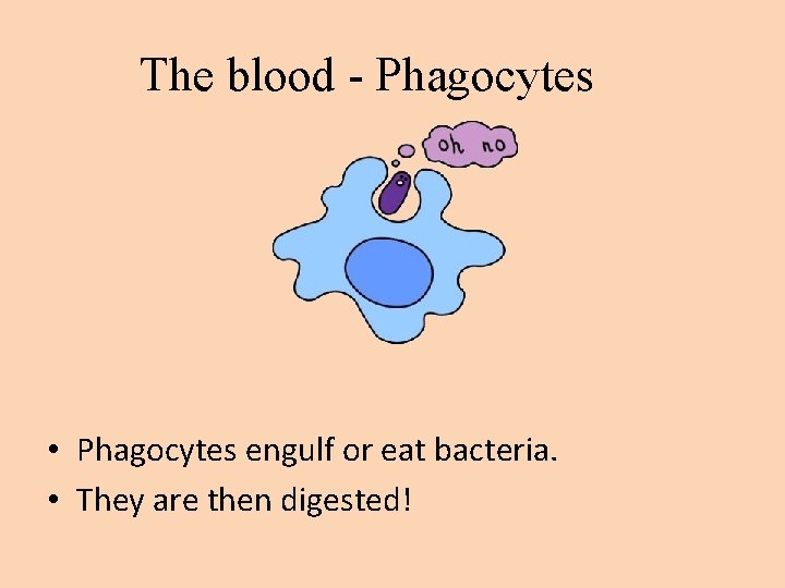 The blood - Phagocytes • Phagocytes engulf or eat bacteria. • They are then