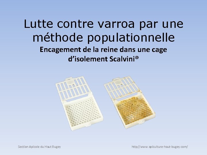 Lutte contre varroa par une méthode populationnelle Encagement de la reine dans une cage