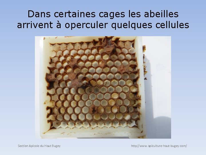 Dans certaines cages les abeilles arrivent à operculer quelques cellules Section Apicole du Haut