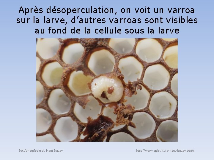 Après désoperculation, on voit un varroa sur la larve, d’autres varroas sont visibles au