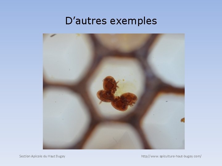 D’autres exemples Section Apicole du Haut Bugey http//www. apiculture-haut-bugey. com/ 