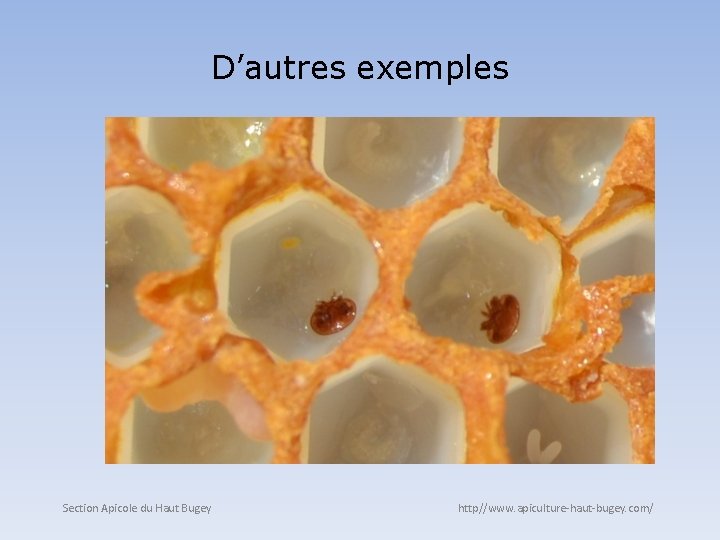 D’autres exemples Section Apicole du Haut Bugey http//www. apiculture-haut-bugey. com/ 