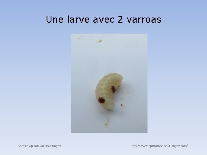 Une larve avec 2 varroas Section Apicole du Haut Bugey http//www. apiculture-haut-bugey. com/ 