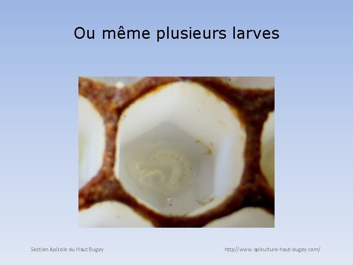 Ou même plusieurs larves Section Apicole du Haut Bugey http//www. apiculture-haut-bugey. com/ 