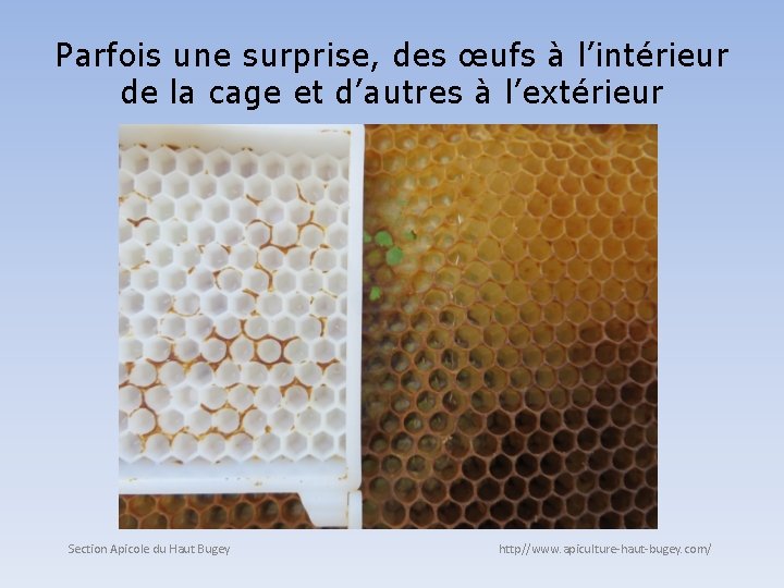 Parfois une surprise, des œufs à l’intérieur de la cage et d’autres à l’extérieur