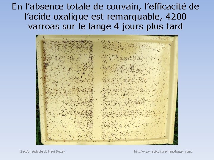 En l’absence totale de couvain, l’efficacité de l’acide oxalique est remarquable, 4200 varroas sur