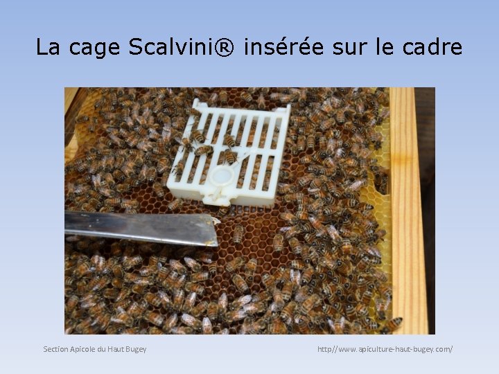 La cage Scalvini® insérée sur le cadre Section Apicole du Haut Bugey http//www. apiculture-haut-bugey.