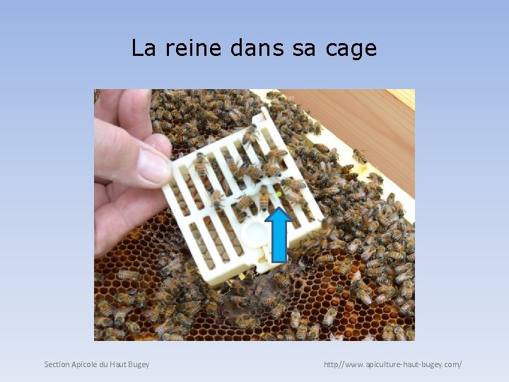 La reine dans sa cage Section Apicole du Haut Bugey http//www. apiculture-haut-bugey. com/ 