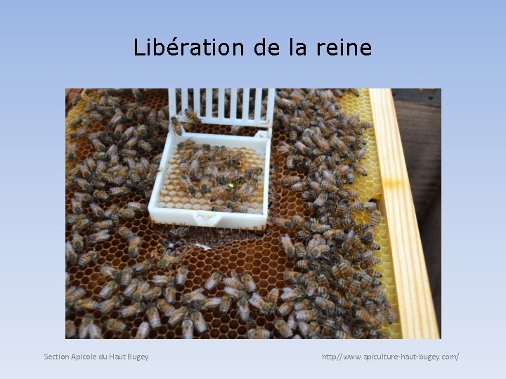 Libération de la reine Section Apicole du Haut Bugey http//www. apiculture-haut-bugey. com/ 