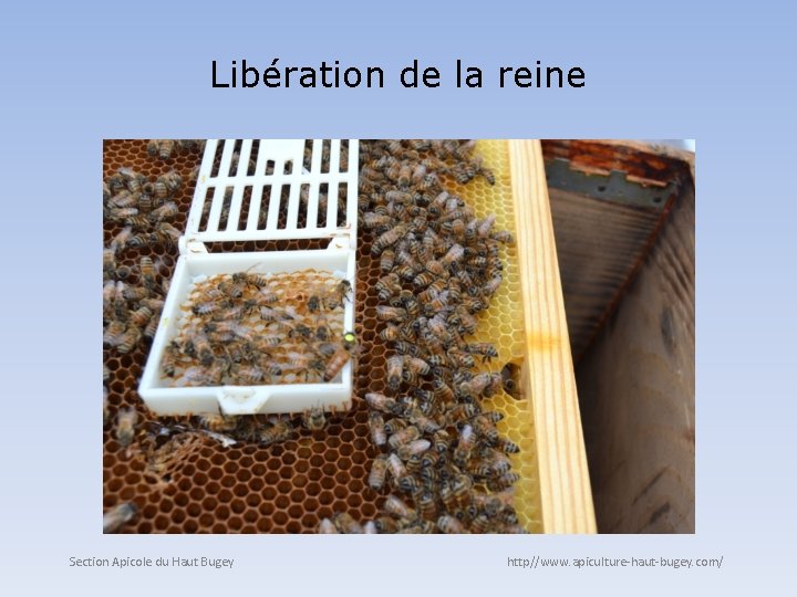 Libération de la reine Section Apicole du Haut Bugey http//www. apiculture-haut-bugey. com/ 