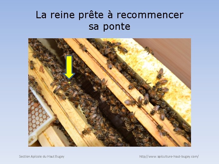 La reine prête à recommencer sa ponte Section Apicole du Haut Bugey http//www. apiculture-haut-bugey.