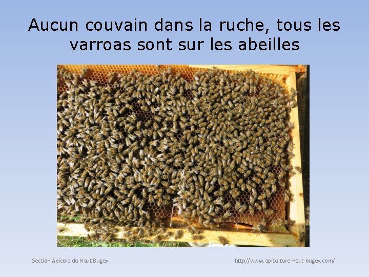 Aucun couvain dans la ruche, tous les varroas sont sur les abeilles Section Apicole