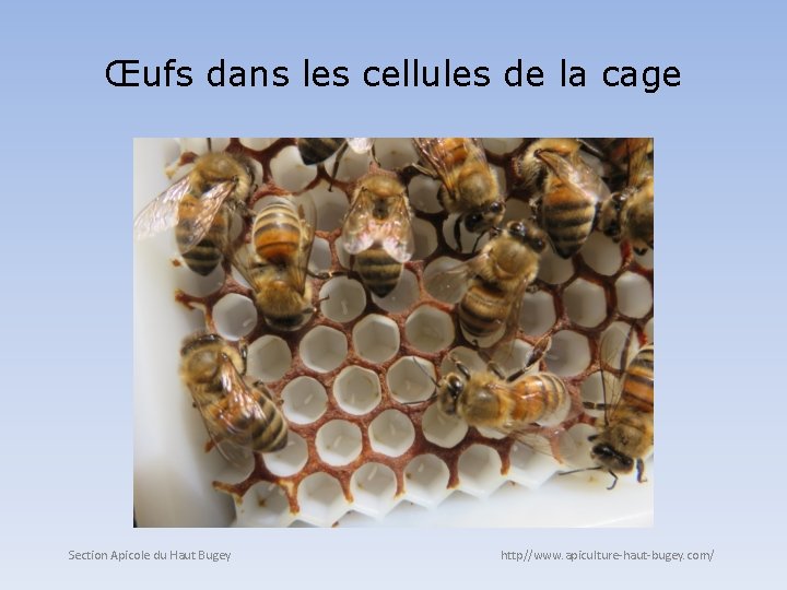 Œufs dans les cellules de la cage Section Apicole du Haut Bugey http//www. apiculture-haut-bugey.