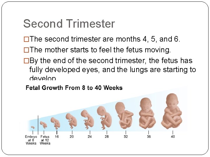 Second Trimester �The second trimester are months 4, 5, and 6. �The mother starts