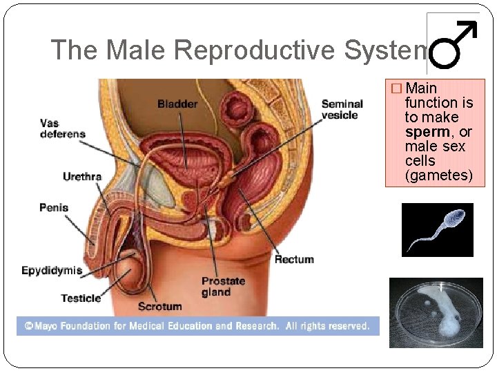 The Male Reproductive System � Main function is to make sperm, or male sex