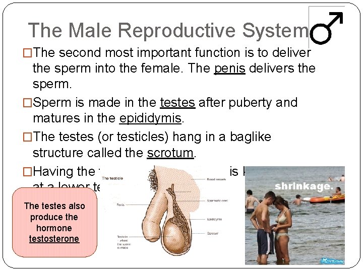 The Male Reproductive System �The second most important function is to deliver the sperm