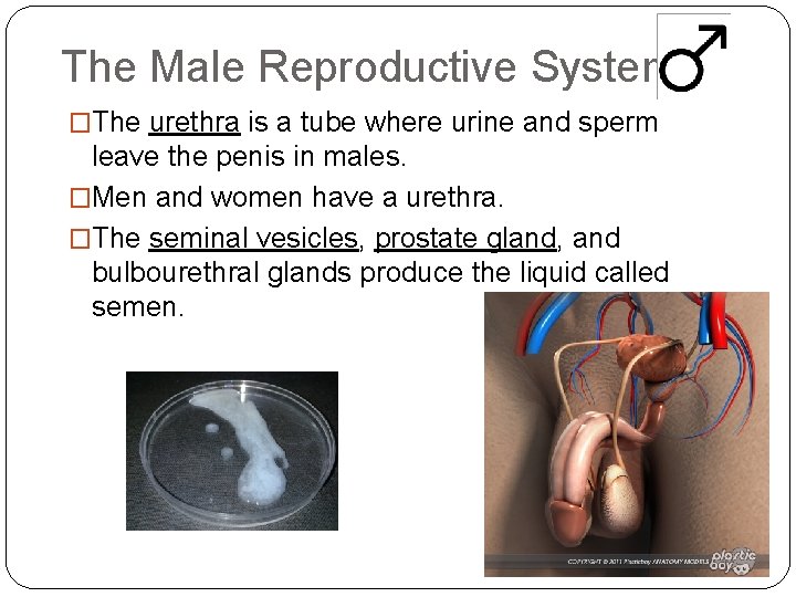 The Male Reproductive System �The urethra is a tube where urine and sperm leave