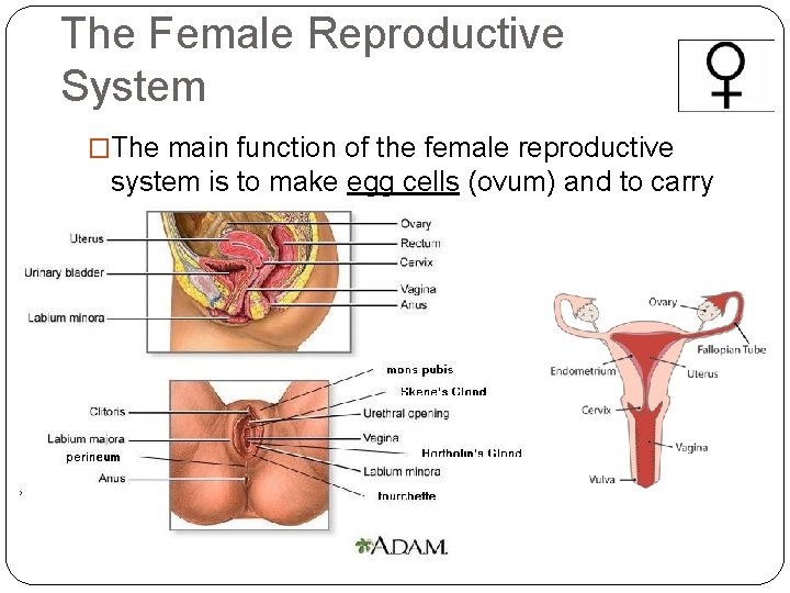 The Female Reproductive System �The main function of the female reproductive system is to