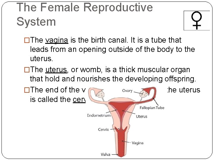 The Female Reproductive System �The vagina is the birth canal. It is a tube