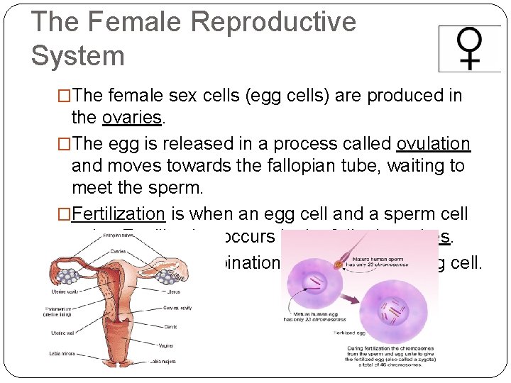 The Female Reproductive System �The female sex cells (egg cells) are produced in the