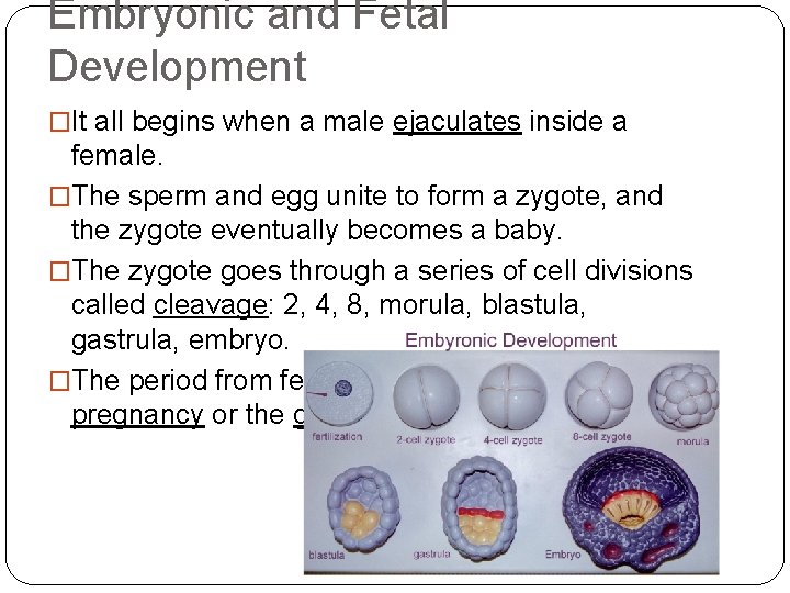 Embryonic and Fetal Development �It all begins when a male ejaculates inside a female.