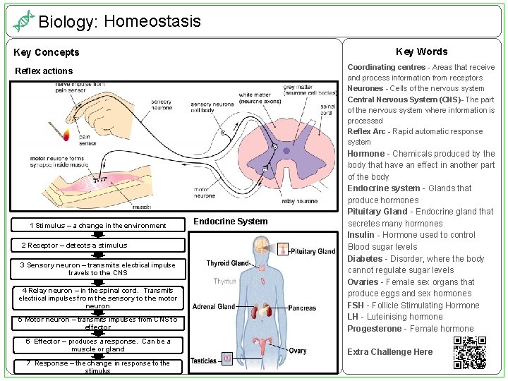 Biology: Homeostasis Key Concepts Key Words Reflex actions Coordinating centres - Areas that receive