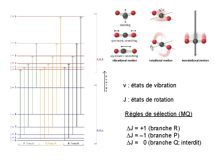 v : états de vibration J : états de rotation Règles de sélection (MQ) v : états de vibration J : états de rotation Règles de sélection (MQ)