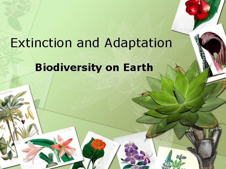 Extinction and Adaptation Biodiversity on Earth 