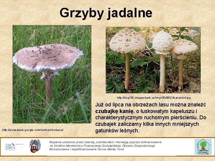 Grzyby jadalne http: //img 150. imageshack. us/img 150/9821/kanianh 4. jpg http: //picasaweb. google. com/reinhard.