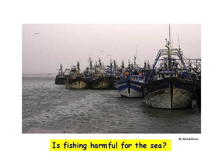 Is fishing harmful for the sea? By Manule. Di. Luna 