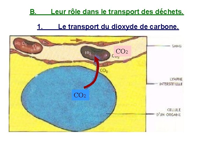 Activit des cellules et changes avec le milieu