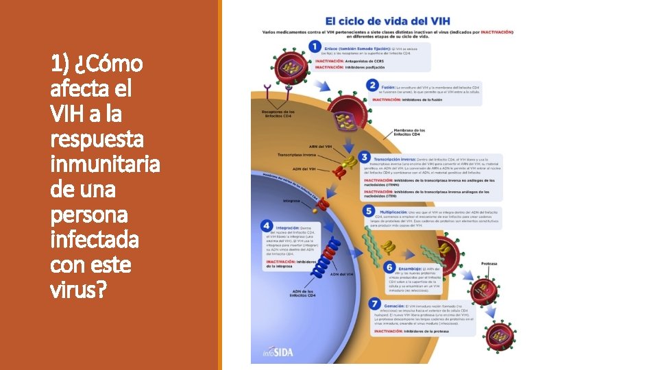 1) ¿Cómo afecta el VIH a la respuesta inmunitaria de una persona infectada con