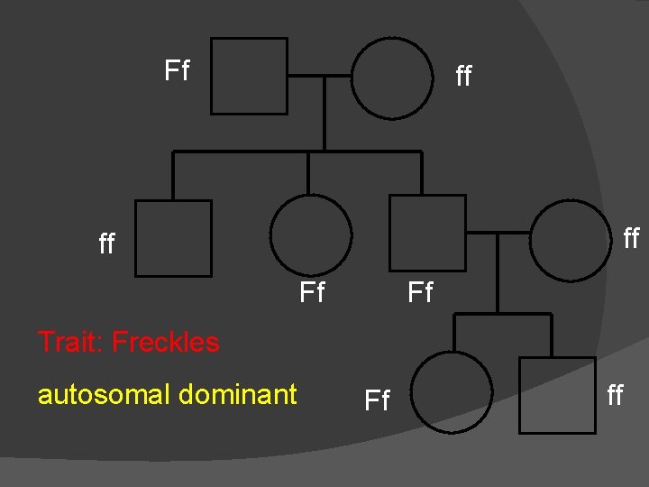 Ff ff ff ff Ff Ff Trait: Freckles autosomal dominant Ff ff 