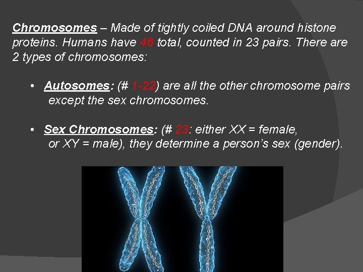 Chromosomes – Made of tightly coiled DNA around histone proteins. Humans have 46 total,