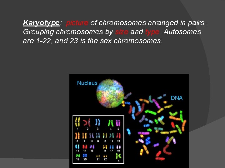 Karyotype: picture of chromosomes arranged in pairs. Grouping chromosomes by size and type. Autosomes