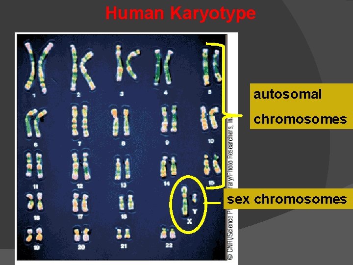 Human Karyotype autosomal chromosomes sex chromosomes 