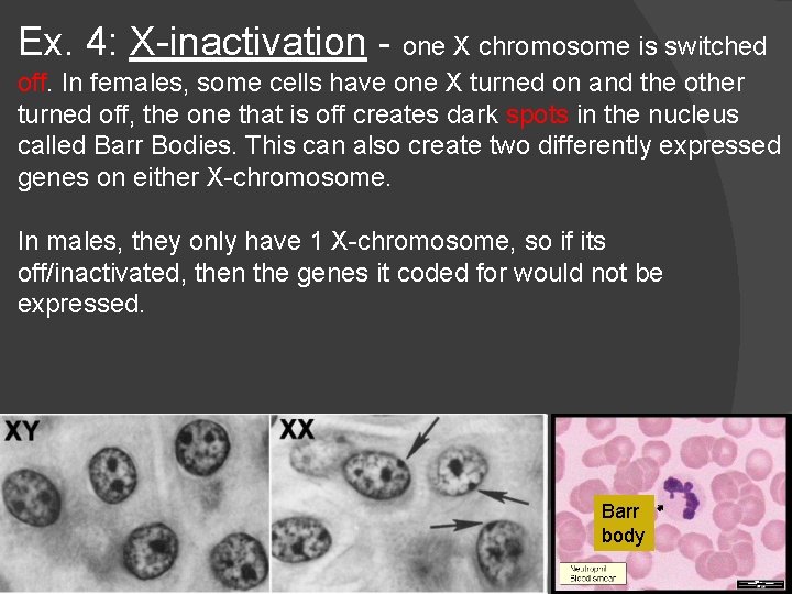 Ex. 4: X-inactivation - one X chromosome is switched off. In females, some cells