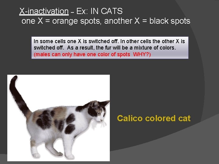 X-inactivation – Ex: IN CATS one X = orange spots, another X = black