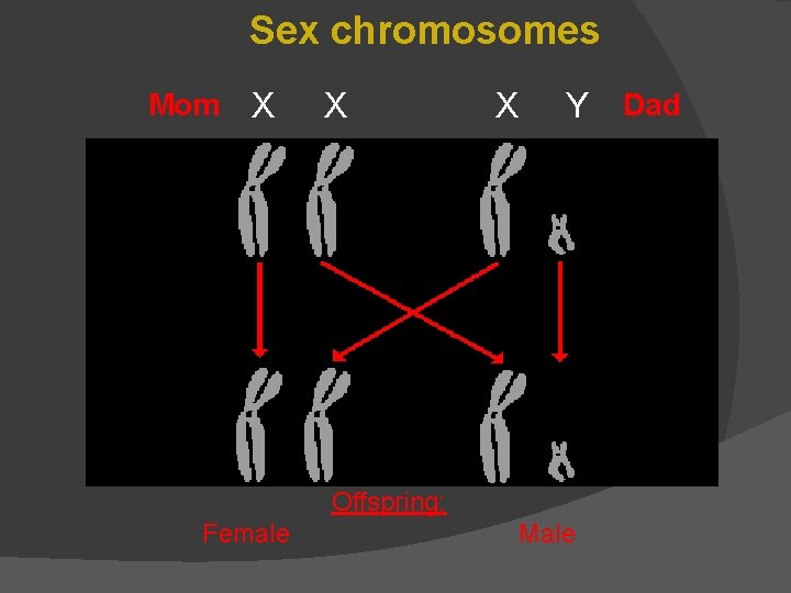 Sex chromosomes Mom X X X Y Dad Offspring: Female Male 