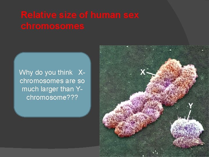 Relative size of human sex chromosomes Why do you think Xchromosomes are so much