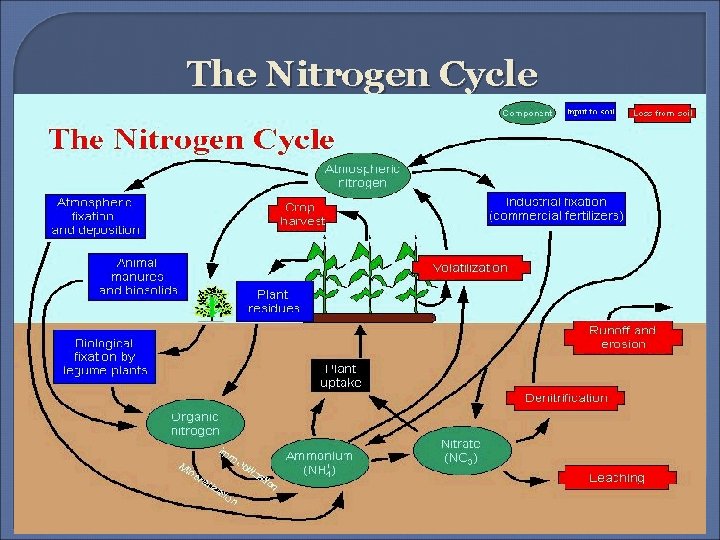 The Nitrogen Cycle 