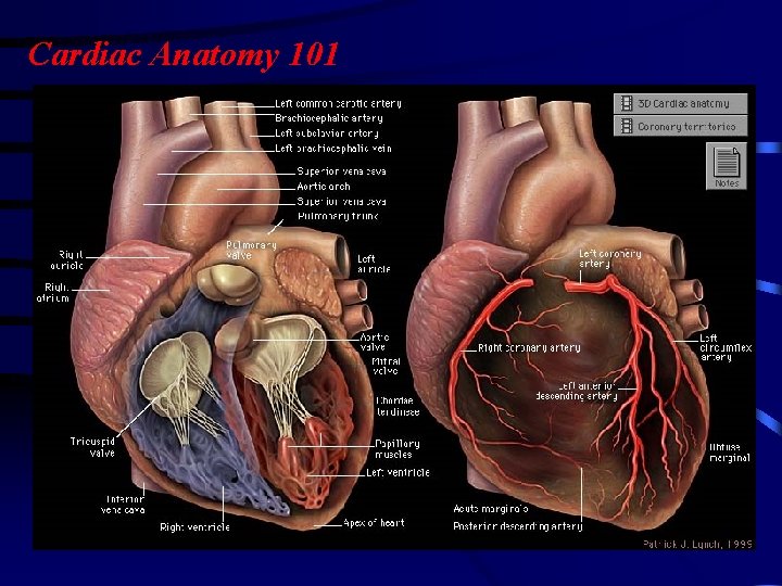 Cardiac Anatomy 101 Cardiac Anatomy 101