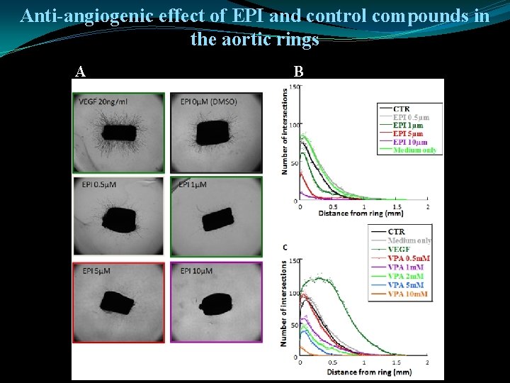 Anti-angiogenic effect of EPI and control compounds in the aortic rings A B 