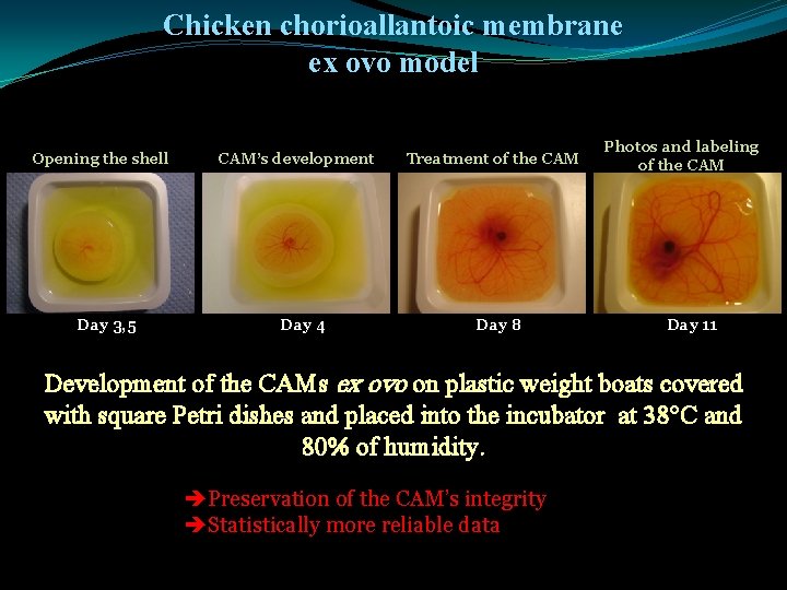 Chicken chorioallantoic membrane ex ovo model Opening the shell Day 3, 5 CAM’s development
