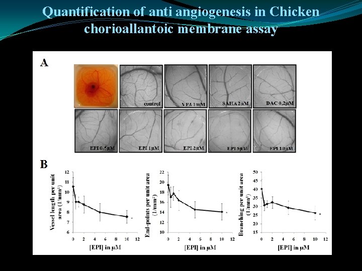Quantification of anti angiogenesis in Chicken chorioallantoic membrane assay 