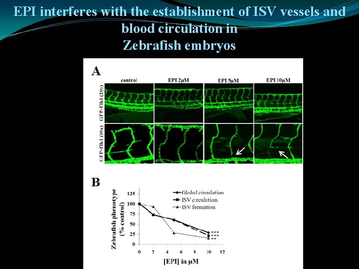 EPI interferes with the establishment of ISV vessels and blood circulation in Zebrafish embryos